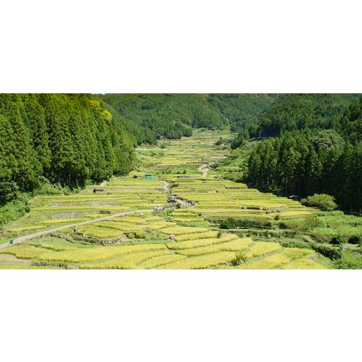 ふるさと納税 アウトドアグッズ 愛知県 新城市 スウェーデントーチ　針葉樹　2本 1539647_5