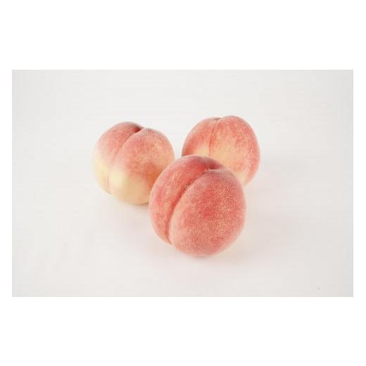 ふるさと納税 もも 和歌山県 印南町 ［秀品］川中島白桃 食べきりやすい3個入り［2026年7月末頃から順次発送］こだわり 農家厳選 先行予約 モモ［KG16］の画像