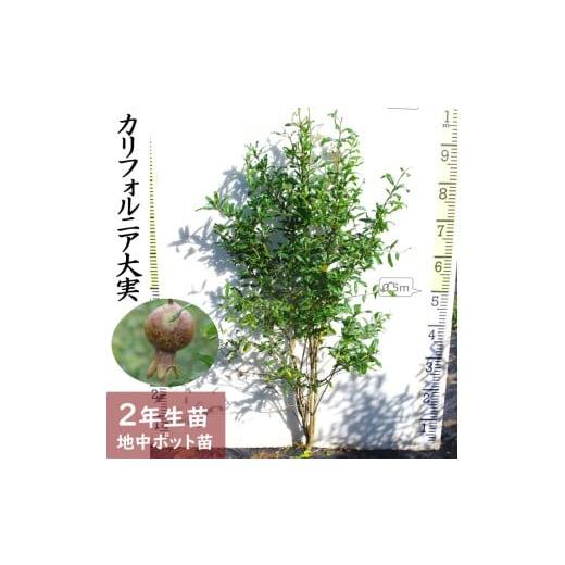 ふるさと納税 雑貨・日用品 苗木 京都府 亀岡市 すだ農園 2年生 苗木 カリフォルニア大実ザクロ(拓榴) 地中ポット苗 2024年 北海道・沖縄・離島への配送不…