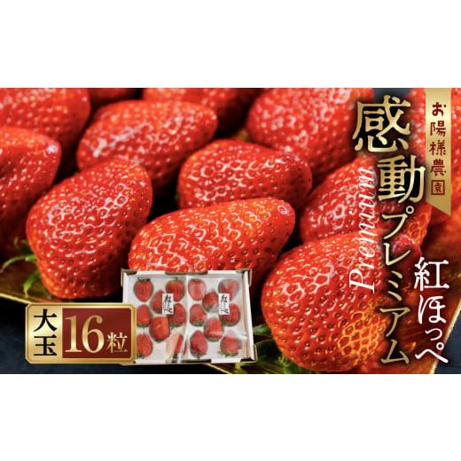 ふるさと納税 いちご 愛知県 田原市 先行予約 濃厚 大粒 いちご 紅ほっぺ プレミアム 8粒 2シート 1月中お届け お陽様農園 産地直送 愛知県 田原市産 1月中お…