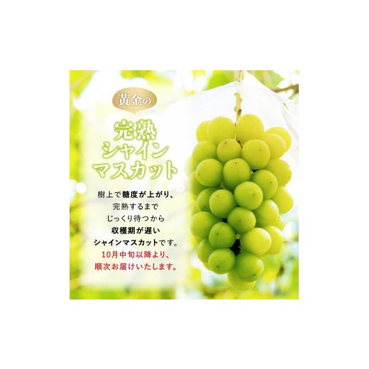 ふるさと納税 ぶどう マスカット 山形県 高畠町  期間限定発送 シャインマスカット Aランク 4〜6房 3.2kg 田制農園 山形県 高畠町 tk06ayt230003 ぶどう ブド…の画像
