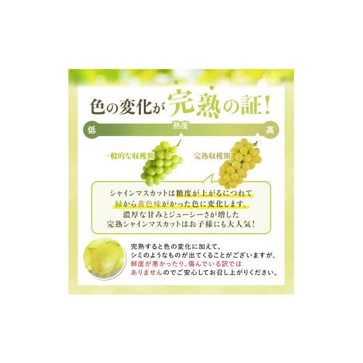 ふるさと納税 ぶどう マスカット 山形県 高畠町  期間限定発送 シャインマスカット Aランク 4〜6房 3.2kg 田制農園 山形県 高畠町 tk06ayt230003 ぶどう ブド…の画像