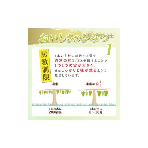 ふるさと納税 ぶどう マスカット 山形県 高畠町  期間限定発送 シャインマスカット Aランク 4〜6房 3.2kg 田制農園 山形県 高畠町 tk06ayt230003 ぶどう ブド…の画像