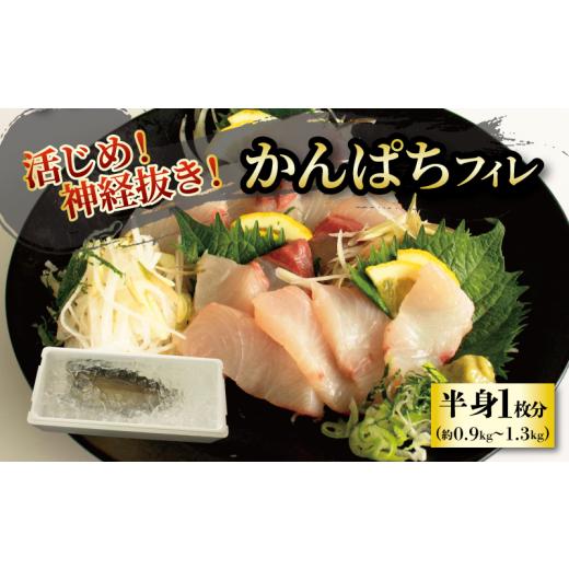 ふるさと納税 旬の鮮魚等 愛媛県 松山市 活じめ 神経抜き かんぱちフィレ半身1枚(約0.9〜1.3kg)| 鮮魚 刺身 お刺身 お刺し身 魚介 海の幸 冷蔵 かんぱち カ…