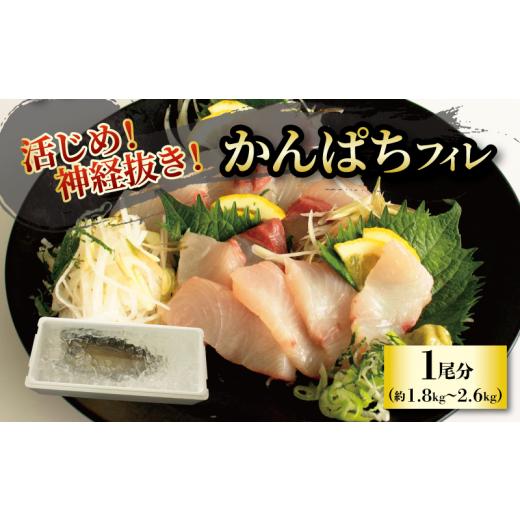 ふるさと納税 旬の鮮魚等 愛媛県 松山市 活じめ 神経抜き かんぱちフィレ1尾分(約1.8〜2.6kg)| 鮮魚 刺身 お刺身 お刺し身 魚介 海の幸 冷蔵 かんぱち カン…