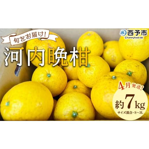 ふるさと納税 みかん・柑橘類 愛媛県 西予市 [4月発送]旬をお届け 河内晩柑 約7kg みかん ミカン 蜜柑 果物 柑橘類 果実 オレンジ フルーツ かわちばんかん…