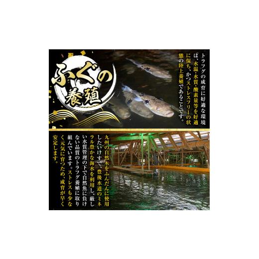 ふるさと納税 フグ 大分県 佐伯市  瞬間凍結 生簀直送 とらふぐ 刺身 セット (6-7人前) 魚 鮮魚 ふぐ 河豚 刺し身 刺身 さしみ ポン酢 もみじおろし 冷凍 佐伯…_3