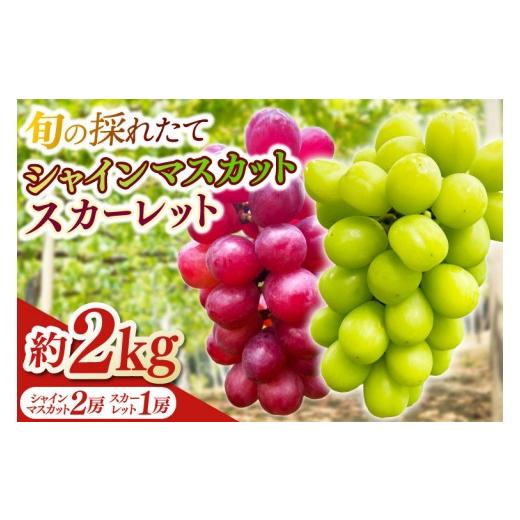 ふるさと納税 ぶどう マスカット 岩手県 紫波町 ＼数量限定/旬の採れたて シャインマスカット 2房 &amp; スカーレット 1房 合計3房 約2kg ぶどう ブドウ 葡萄…