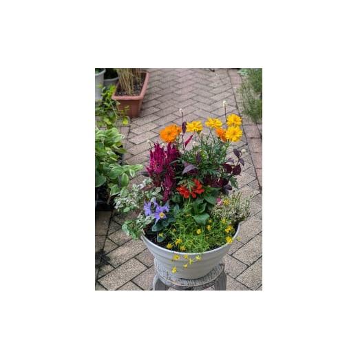 ふるさと納税 雑貨・日用品 花 愛知県 小牧市 ガーデニング　季節の寄せ植え_3