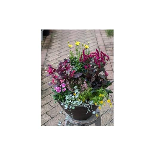 ふるさと納税 雑貨・日用品 花 愛知県 小牧市 ガーデニング　季節の寄せ植え_4