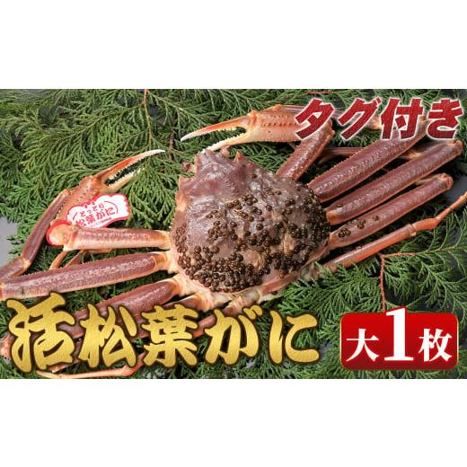ふるさと納税 カニ 松葉ガニ 鳥取県 境港市 11月中旬〜2月下旬配送予定 タグ付き 鳥取県産活松葉がに(大1枚) sm-AM012 モリイ食品 大1枚