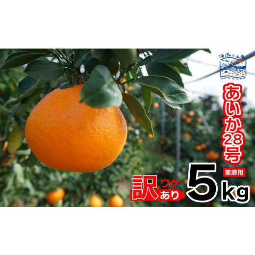 ふるさと納税 果物類 みかん 愛媛県 松山市 2026年12月上旬頃から順次発送 訳あり あいか28号 (紅まどんな と同品種) 家庭用 5kg |産地直送 国産 柑橘 期間…