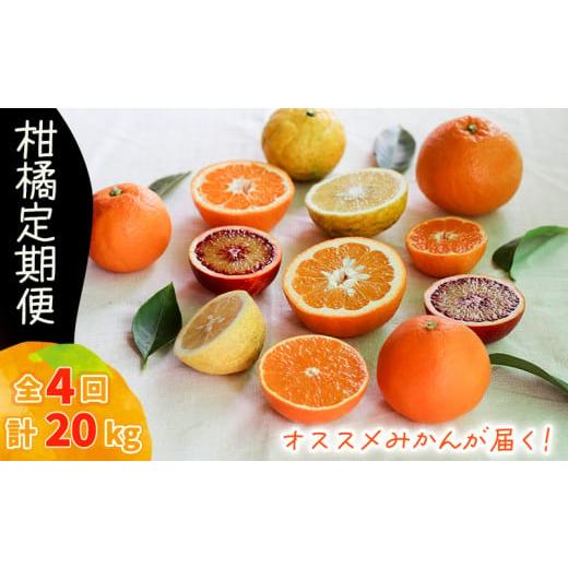 ふるさと納税 果物類 みかん 愛媛県 松山市 12月から発送 柑橘定期便 5kg × 4回 計20kg 品種おまかせ 5kg×4回 ¥50,000