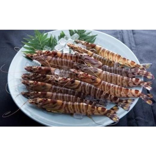 ふるさと納税 エビ 山口県 上関町 C-14 活き車えび750g 山口県光・熊毛地区栽培漁業協会 (1月発送分) 1月発送分