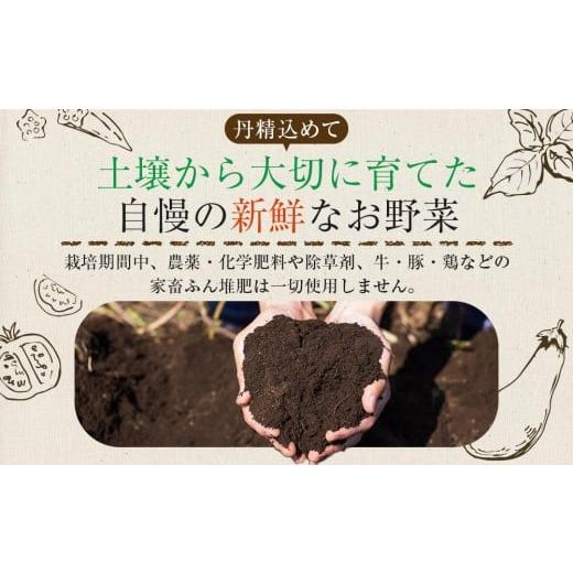 ふるさと納税 セット・詰合せ 香川県 さぬき市  定期便全12回 旬の採れたて 7〜10種類お野菜詰め合わせセット(1〜2名様) TAGATAME タガタメ 野菜 特別栽培 有…の画像