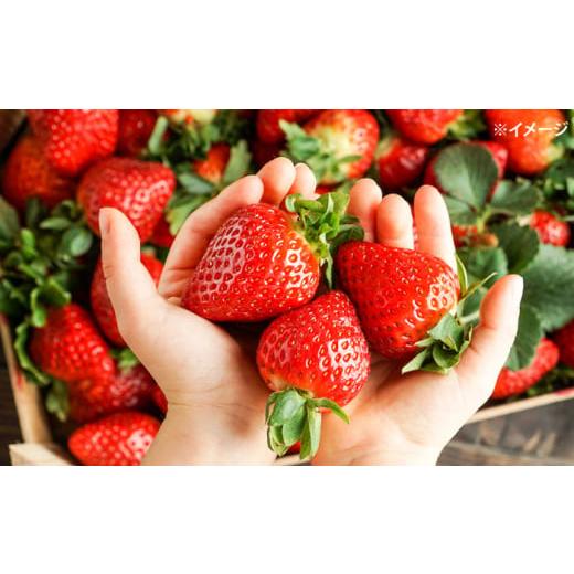 いちごのふるさと納税 カテゴリ・ランキング・一覧【ふるさとチョイス】 ふるさと納税 いちご 長崎県 西海市 いちご 1月より順次発送 おおきみ 計1kg（約250g×4パック） 武藤農園 CFV004 長崎県 西海市 イチゴ 贈答 ギフト 大粒 果…