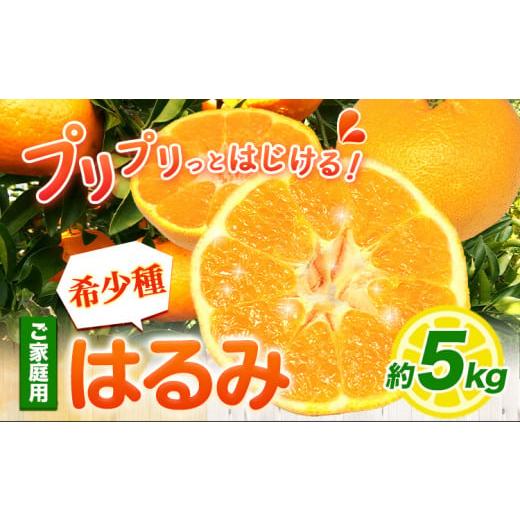 ふるさと納税 果物類 みかん 和歌山県 日高町 みかん はるみ ご家庭用 5kg+250g 傷み補償分 サイズ混合 池田鹿蔵農園@日高町[2月上旬-3月末頃出荷]和歌山県 …