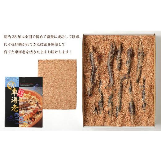 ふるさと納税 エビ 車エビ 熊本県 上天草市  配送日指定品 「極」原点の車海老 900g （22〜25尾） 特大サイズ 活き車海老 生えび 海老 エビ えび 車エビ 車海… ふるさと納税 エビ 車エビ 熊本県 天草市 年内配送可 活き車海老「やまと車海老」1kg_S010-008 1kg 活きたままお届け!】熊本天草の 活き車海老 600g(17～22尾) | 熊本県上天草市 | ふるさと納税サイト「さとふる」