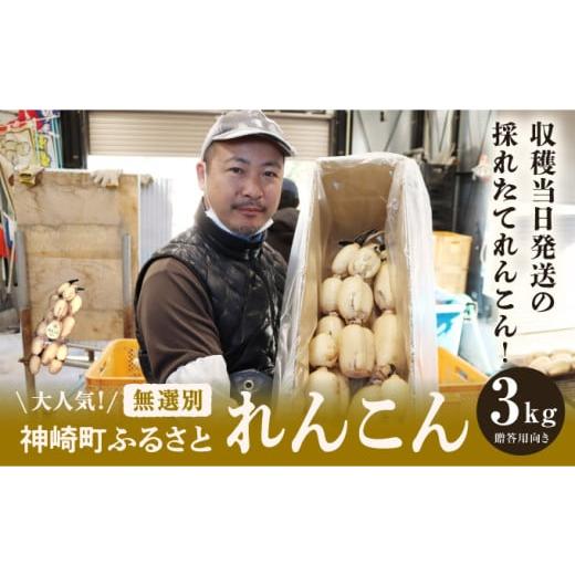 ふるさと納税 人参・大根・他根菜 千葉県 神崎町 大人気 神崎町ふるさと れんこん (無選別3kg)( 4〜7月受付分は8月以降順次発送) 013-a007 無選別 3kg