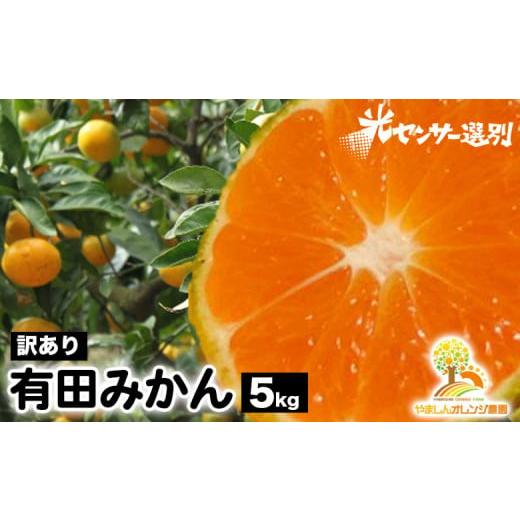 ふるさと納税 果物類 みかん 和歌山県 美浜町 先行受付 訳あり 有田みかん 5kg | 農家直送 訳あり ご家庭用 サイズ混合 光センサー選別 温州みかん みかん …
