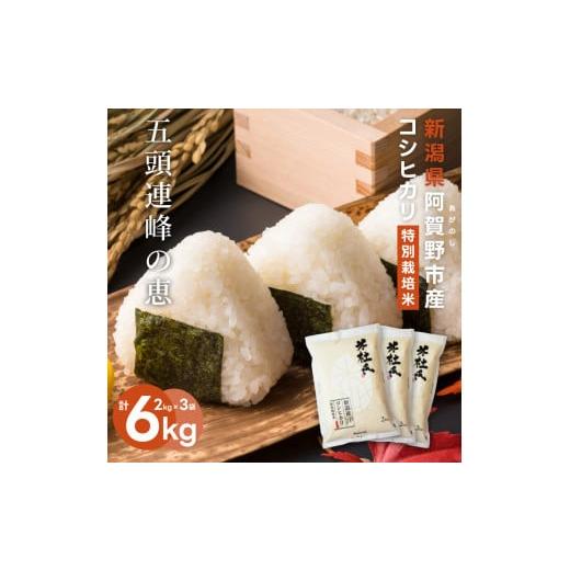 ふるさと納税 米 コシヒカリ 新潟県 阿賀野市 令和7年産新米 新潟産 コシヒカリ 特別栽培米 6kg (2kg×3) 米杜氏 壱成 白米 精米 1H36023