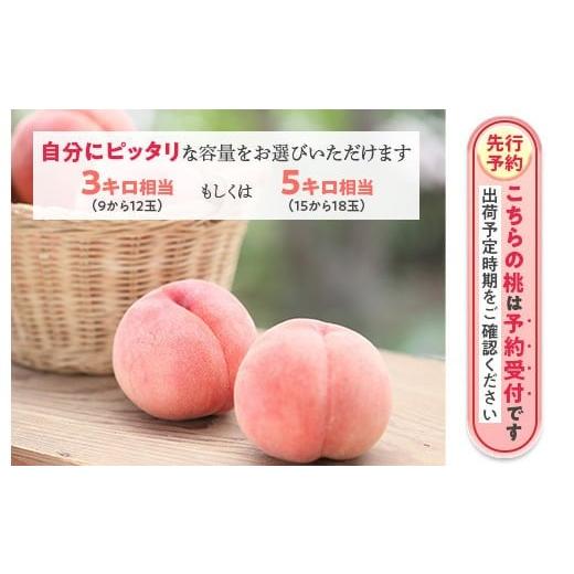 ふるさと納税 もも 福島県 国見町 透過式光センサー川中島白桃 特秀3kg相当 9玉〜11玉 ふくしま未来農業協同組合 | ふくしま 桃 福島 もも 国見 モモ 2026年8…の画像