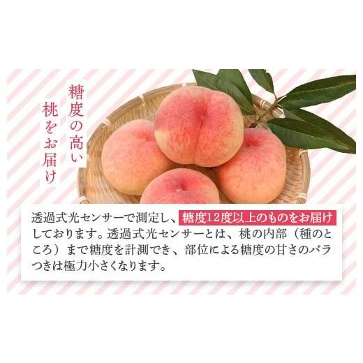 ふるさと納税 もも 福島県 国見町 透過式光センサー川中島白桃 特秀3kg相当 9玉〜11玉 ふくしま未来農業協同組合 | ふくしま 桃 福島 もも 国見 モモ 2026年8…の画像