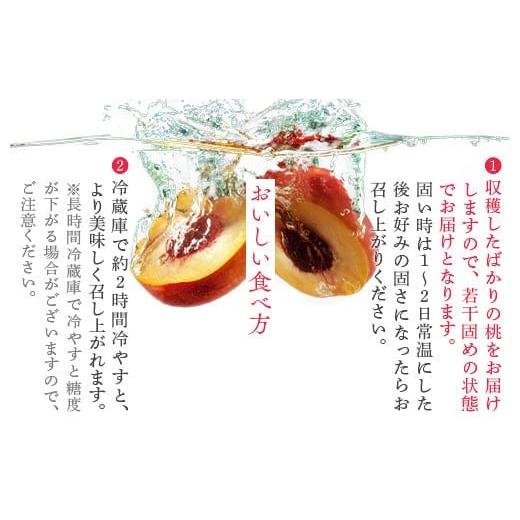 ふるさと納税 もも 福島県 国見町 透過式光センサー川中島白桃 特秀3kg相当 9玉〜11玉 ふくしま未来農業協同組合 | ふくしま 桃 福島 もも 国見 モモ 2026年8…の画像