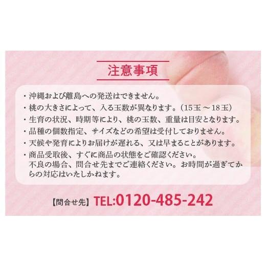 ふるさと納税 もも 福島県 国見町 透過式光センサー川中島白桃 特秀3kg相当 9玉〜11玉 ふくしま未来農業協同組合 | ふくしま 桃 福島 もも 国見 モモ 2026年8…の画像