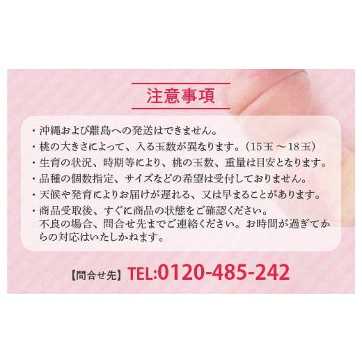 ふるさと納税 もも 福島県 国見町 透過式光センサー川中島白桃 特秀3kg相当 9玉〜11玉 ふくしま未来農業協同組合 | ふくしま 桃 福島 もも 国見 モモ 2026年8…_8