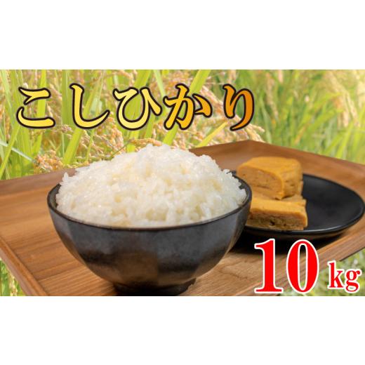 ふるさと納税 無洗米 徳島県 阿波市 コシヒカリ 無洗米 10kg 令和7年産 米 こめ ご飯 ごはん おにぎり 白米 精米 新米 無洗米 卵かけご飯 食品 備蓄 備蓄米 保…