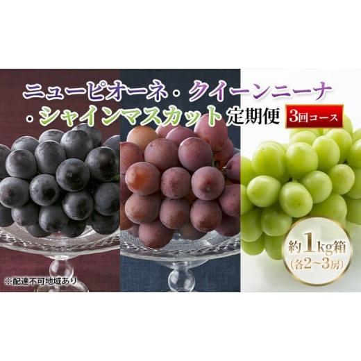 ふるさと納税 果物類 ぶどう 岡山県 里庄町 定期便 2026年先行予約 ぶどう 岡山県産 ニューピオーネ ・ クイーンニーナ ・ シャインマスカット 1kg箱(各2〜3…