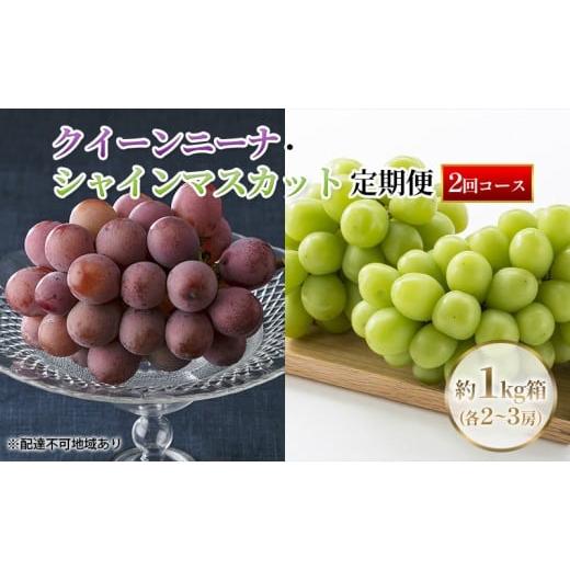 ふるさと納税 果物類 ぶどう 岡山県 里庄町 定期便 2026年先行予約 ぶどう 岡山県産 クイーンニーナ ・ シャインマスカット 1kg箱(各2〜3房) 定期便 2回 […