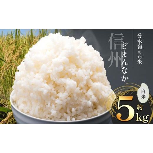 ふるさと納税 米 コシヒカリ 長野県 塩尻市 令和7年度産 コシヒカリ 白米 約5kg | コシヒカリ こしひかり お米 ふっくら 甘み こだわり 減農薬 ご飯 朝ごはん …