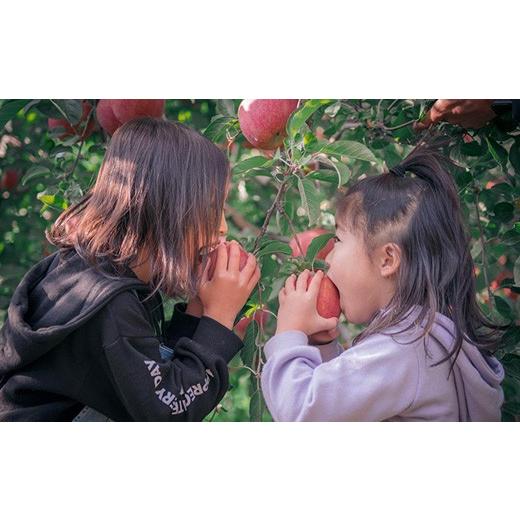 ふるさと納税 りんご 青森県 藤崎町  先行予約 葉とらず シナノゴールド 特A ご家庭用 約3kg (8〜11個) グランドアップル 青森りんご 林檎 リンゴ 葉取らずり…_5