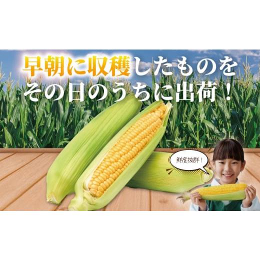 ふるさと納税 とうもろこし 神奈川県 藤沢市 スイートコーン 3.6 ふるさと納税 とうもろこし 神奈川県 藤沢市 スイートコーン 3.6