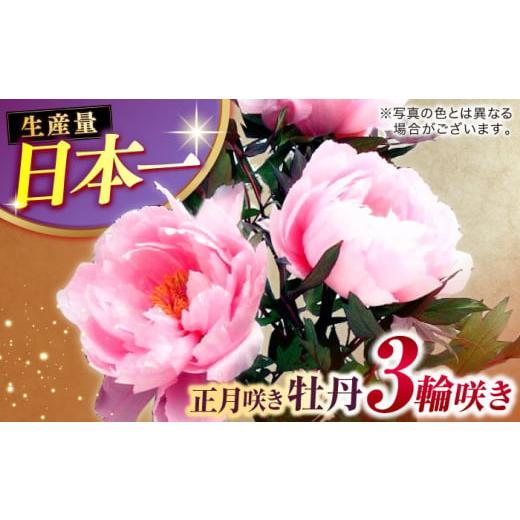 ふるさと納税 雑貨・日用品 花 島根県 松江市 米子高島屋選定品 日本庭園由志園 正月咲き牡丹(3輪咲き)島根県松江市/株式会社JU米子高島屋 ALFD009 |ボ…