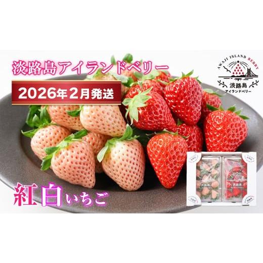 ふるさと納税 いちご 兵庫県 淡路市 淡路島アイランドベリー 紅白いちご 淡雪/とちおとめ 2026年2月発送予約受付・お届け日指定不可 2026年2月発送・お届け…