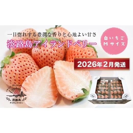 ふるさと納税 いちご 兵庫県 淡路市 淡路島アイランドベリー 白苺淡雪 Mサイズ 2026年2月発送予約受付・お届け日指定不可 2026年2月発送・お届け日指定不可