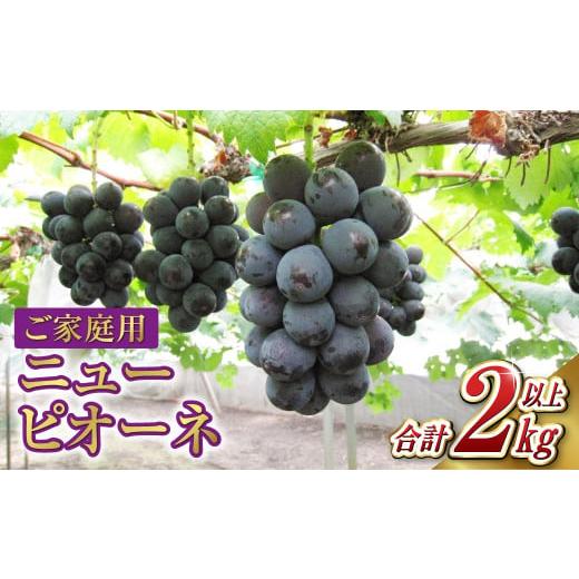 ふるさと納税 ぶどう 岡山県 倉敷市 ご家庭用 ニュー ピオーネ 合計2kg以上 2026年7月下旬〜9月下旬 発送予定 産地直送 岡山県産 国産 ニューピオーネ ブドウ …