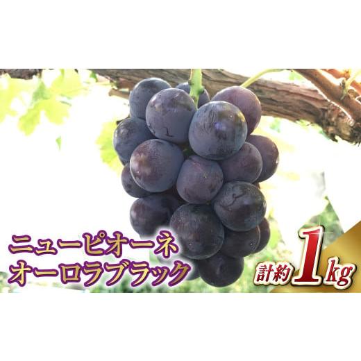 ふるさと納税 ぶどう 岡山県 倉敷市 ニュー ピオーネ 1房・オーロラブラック 1房(1房 500g前後) 2026年8月下旬〜9月下旬 発送予定 産地直送 岡山県産 国産 …