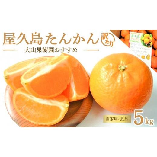 ふるさと納税 みかん・柑橘類 鹿児島県 屋久島町 先行予約/50箱限定 大山果樹園おすすめ 屋久島たんかん 約5kg 家庭用・良品