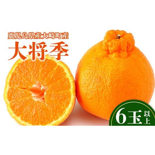 ふるさと納税 みかん・柑橘類 鹿児島県 大崎町 老舗青果店の贈答用 大将季 6玉以上