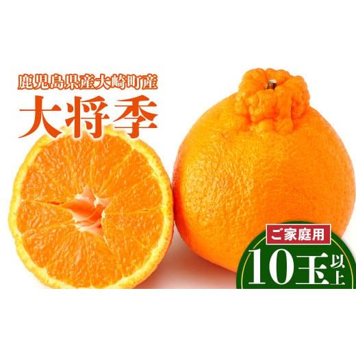 ふるさと納税 みかん・柑橘類 鹿児島県 大崎町 老舗青果店のご家庭用 大将季 10玉以上