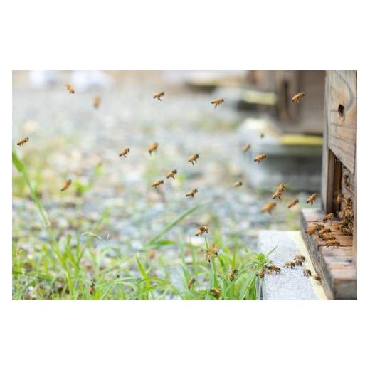 ふるさと納税 加工品等 はちみつ 山口県 山口市 C090 山口県産 愛情いっぱい極上のはちみつ贅沢食べ比べ10種セットの画像