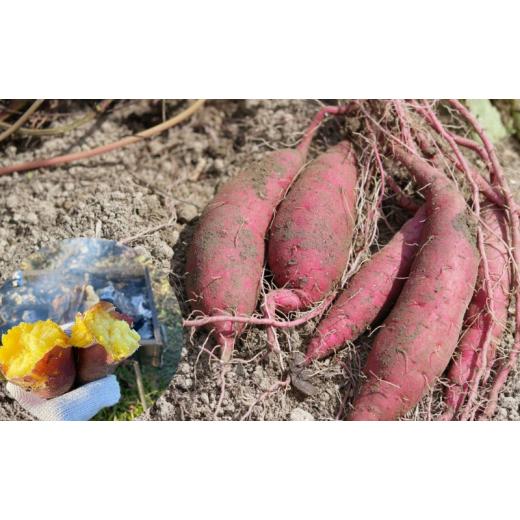 ふるさと納税 野菜類 サツマイモ 京都府 宮津市  令和9年1月より順次出荷 京都府産 干し芋(紅はるか) 150g×4袋 さつまいも サツマイモ 紅はるか ねっとり …の画像