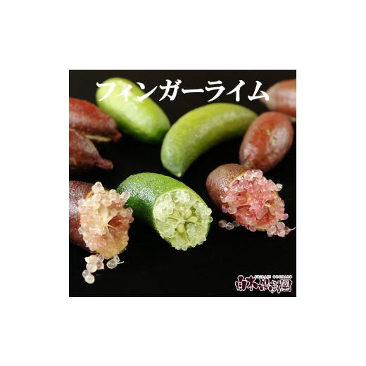 ふるさと納税 みかん・柑橘類 高知県 土佐市 先行予約 フィンガーライム 約100g 100グラム[2026年9月上旬〜2026年11月下旬頃発送] / 当店おまかせ 果物 く…