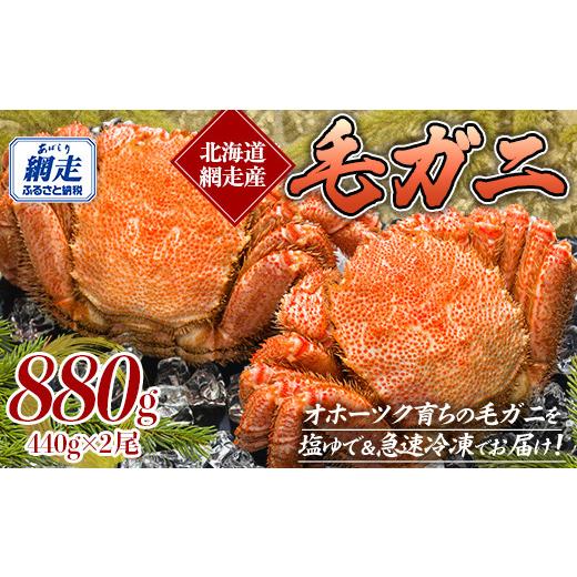 ふるさと納税 カニ 毛ガニ 北海道 網走市 網走産 440g×2尾 人気