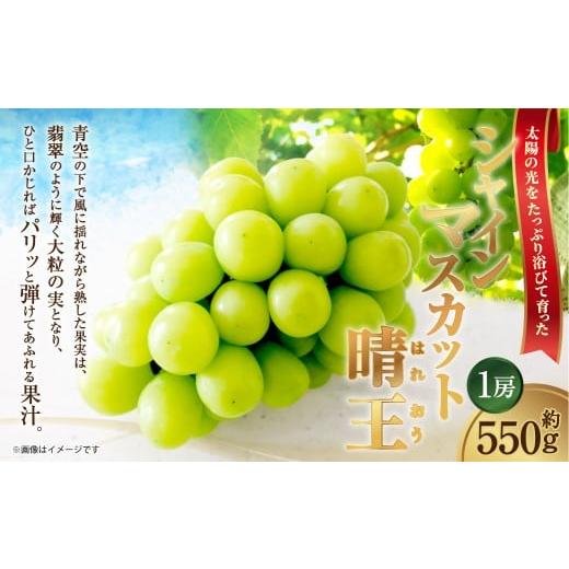 ふるさと納税 ぶどう マスカット 岡山県 倉敷市 HS ぶどう シャイン マスカット 晴王 1房 約550g 2026年9月上旬〜10月下旬発送 ブドウ 葡萄 岡山県産 国産 フ…