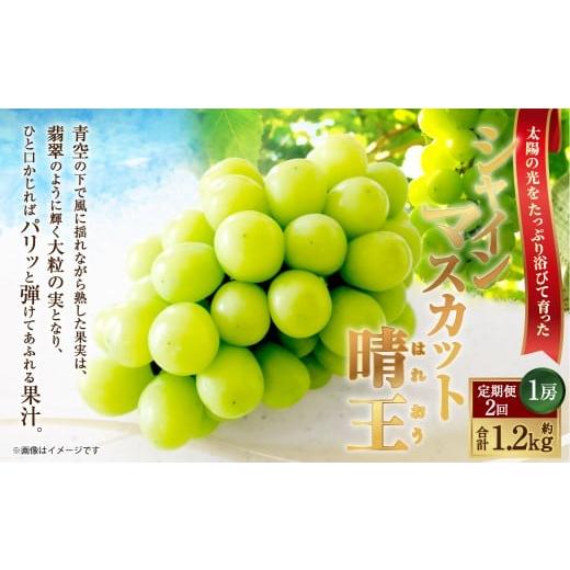 ふるさと納税 ぶどう マスカット 岡山県 倉敷市 HS 定期便 全2回 ぶどう シャイン マスカット 晴王 1房 約600g 2026年9月上旬〜10月下旬発送 ブドウ 葡萄 岡…